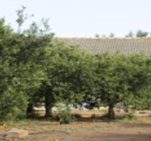 Finca rústica en la huerta de Rafelbunyol